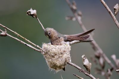 Close-up of bird perching on branch