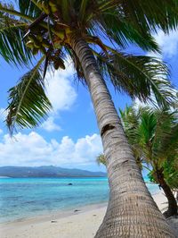 Palm tree by sea against sky