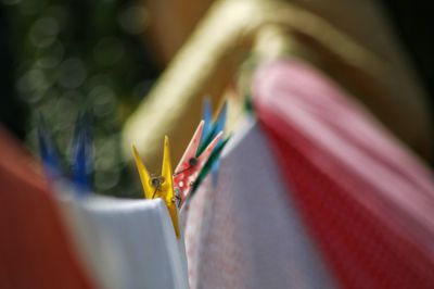 Close-up of laundry drying on clothesline