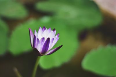 Close-up of pink water lily