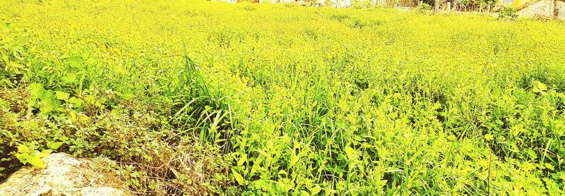 Scenic view of field