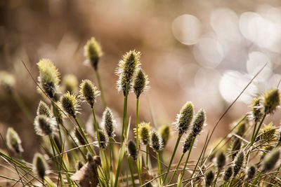 A beautiful cotton grass in a swamp in early spring