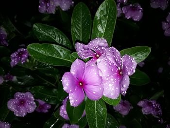 Close-up of wet purple flowers blooming outdoors