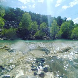 Scenic view of river flowing through forest