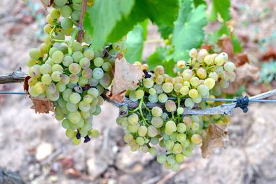 Close-up of grapes growing in vineyard
