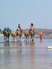 Few people enjoying a camel ride during their summer holidays.