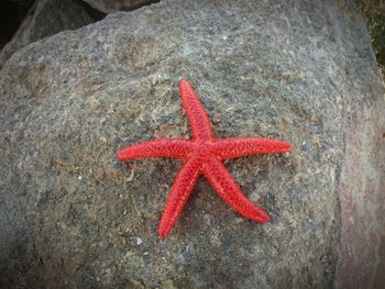 High angle view of red starfish on rock