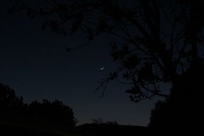 Low angle view of silhouette trees against sky at night