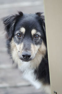 Close-up portrait of dog