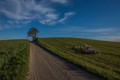 Scenic view of agricultural field against sky