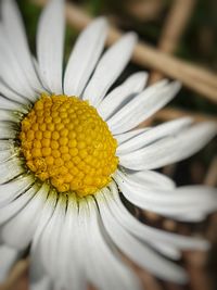 Close-up of white flower