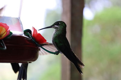 Close-up of bird perching on feeder