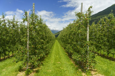 Panoramic view of corn field against sky