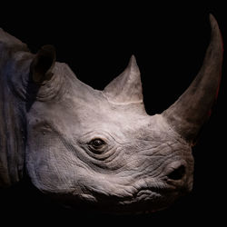 Close-up of horse against black background