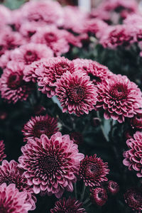 Close-up of pink flowers