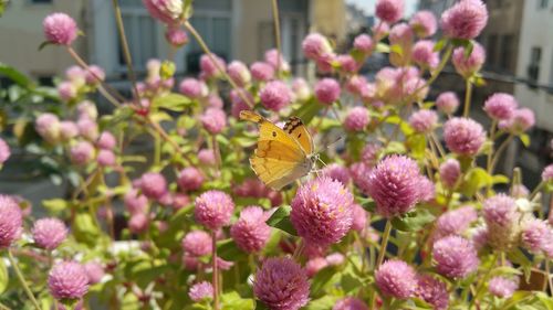 Close-up of insect on pink flowers