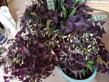 High angle view of purple flowers blooming outdoors