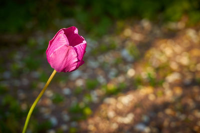 Close-up of pink flower