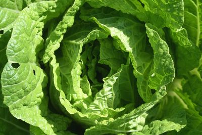 Full frame shot of green vegetable