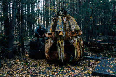 Panoramic shot of trees in forest