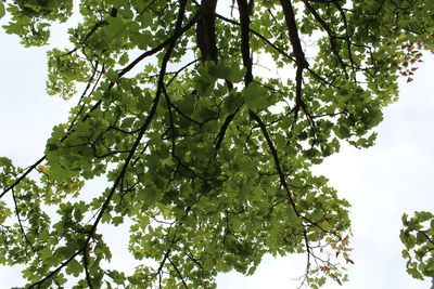 Low angle view of tree in forest against sky