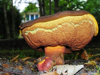 Close-up of fungus in forest