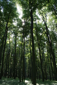 Low angle view of trees in forest