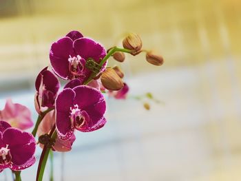 Close-up of pink flowering plant