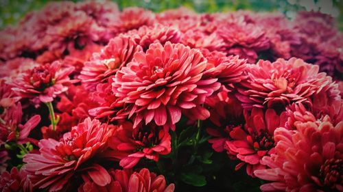 Close-up of pink dahlia flowers