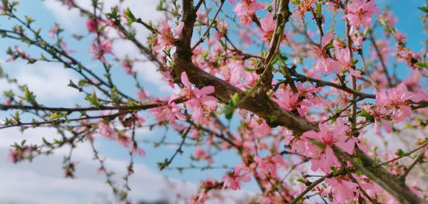 Close-up of pink cherry blossoms in spring