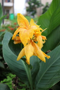 Close-up of yellow flowering plant