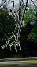 Close-up of tree branches during winter