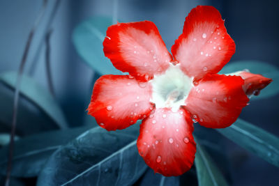 Close-up of wet red rose flower