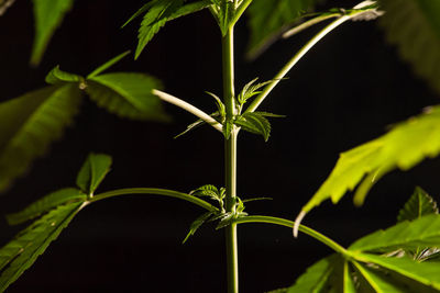 Close-up of fresh green plant