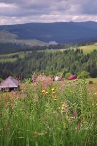 Scenic view of landscape against cloudy sky