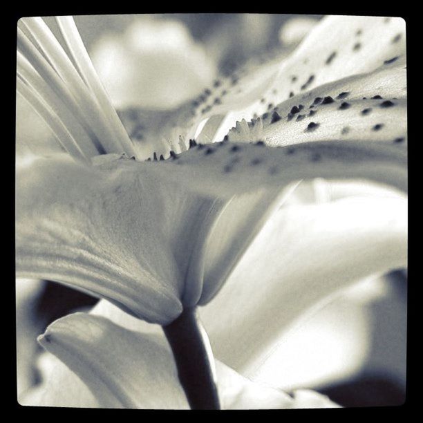 transfer print, auto post production filter, close-up, beauty in nature, flower, nature, fragility, growth, petal, freshness, flower head, single flower, no people, white color, day, backgrounds, full frame, natural pattern, outdoors, selective focus