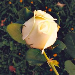 Close-up of rose blooming outdoors