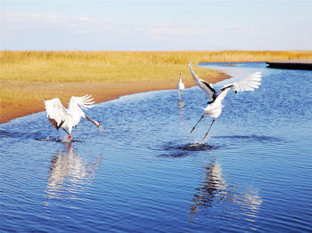 Wild birds flying over water