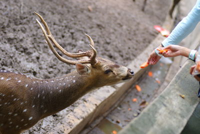 Cropped image of people feeding deer with sliced carrot at national zoo of malaysia