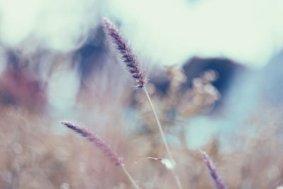 Close-up of plant