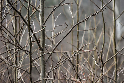 Close-up of dry plants during winter