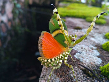 Close-up of butterfly on flower