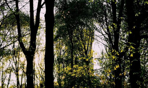 Trees in forest against sky