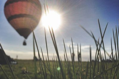 Sun shining through trees