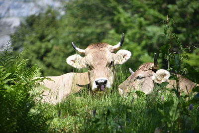 Cows in a field