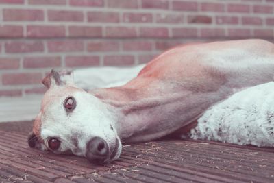 Close-up of dog relaxing on brick wall