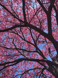 Low angle view of pink flower tree
