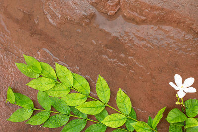 High angle view of green leaves on rock