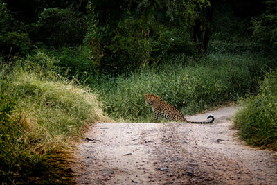 View of leopard on road amidst trees