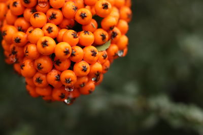 Close-up of orange berries